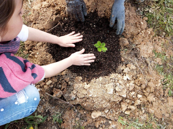 Município e ICNF distribuem 40 árvores pela Comunidade Escolar